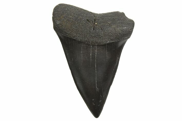 Fossil Broad-Toothed Mako Tooth - South Carolina #340978